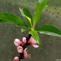 Prunus persica (L.) Batsch